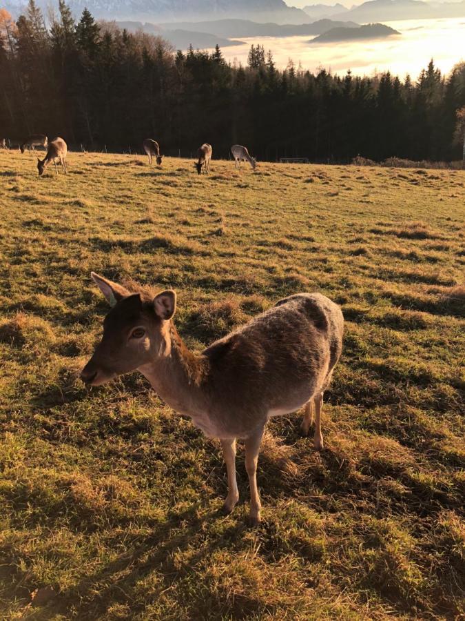 Fewo Atterseeperle - 80M2 Mit See- Und Gebirgsblick Steinbach am Attersee Eksteriør bilde
